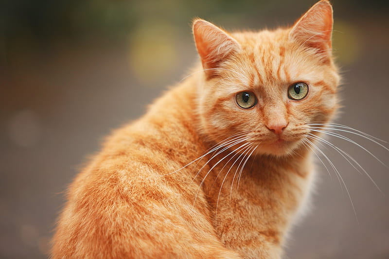 HD-wallpaper-cat-red-cat-ginger-cats.jpg