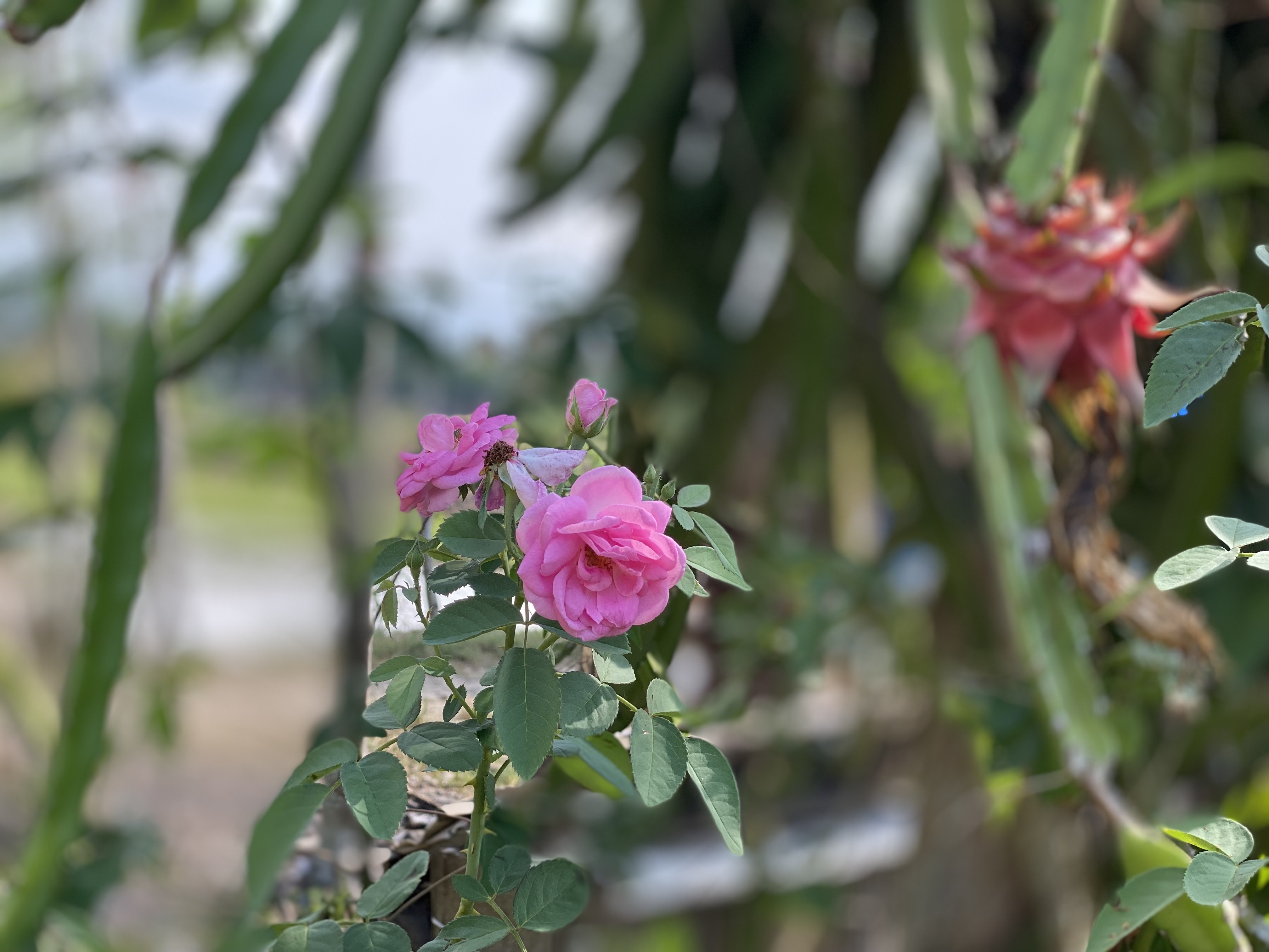 IMG_3571.jpeg