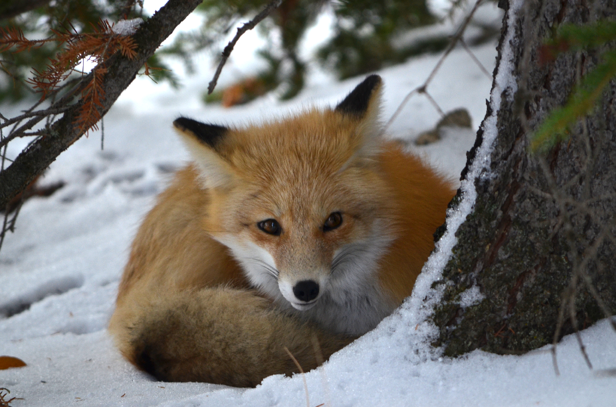 foxy (2).jpg