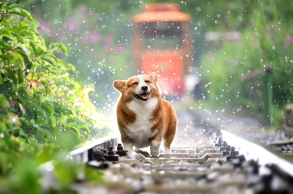 corgi-4415649_960_720.jpg