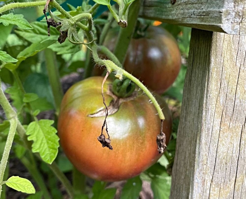 sustainable-preserving-tomato-.jpg