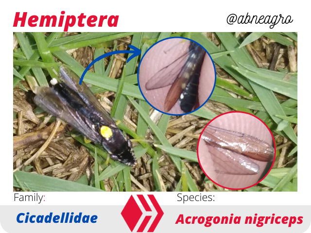 @abneagro(6).png
