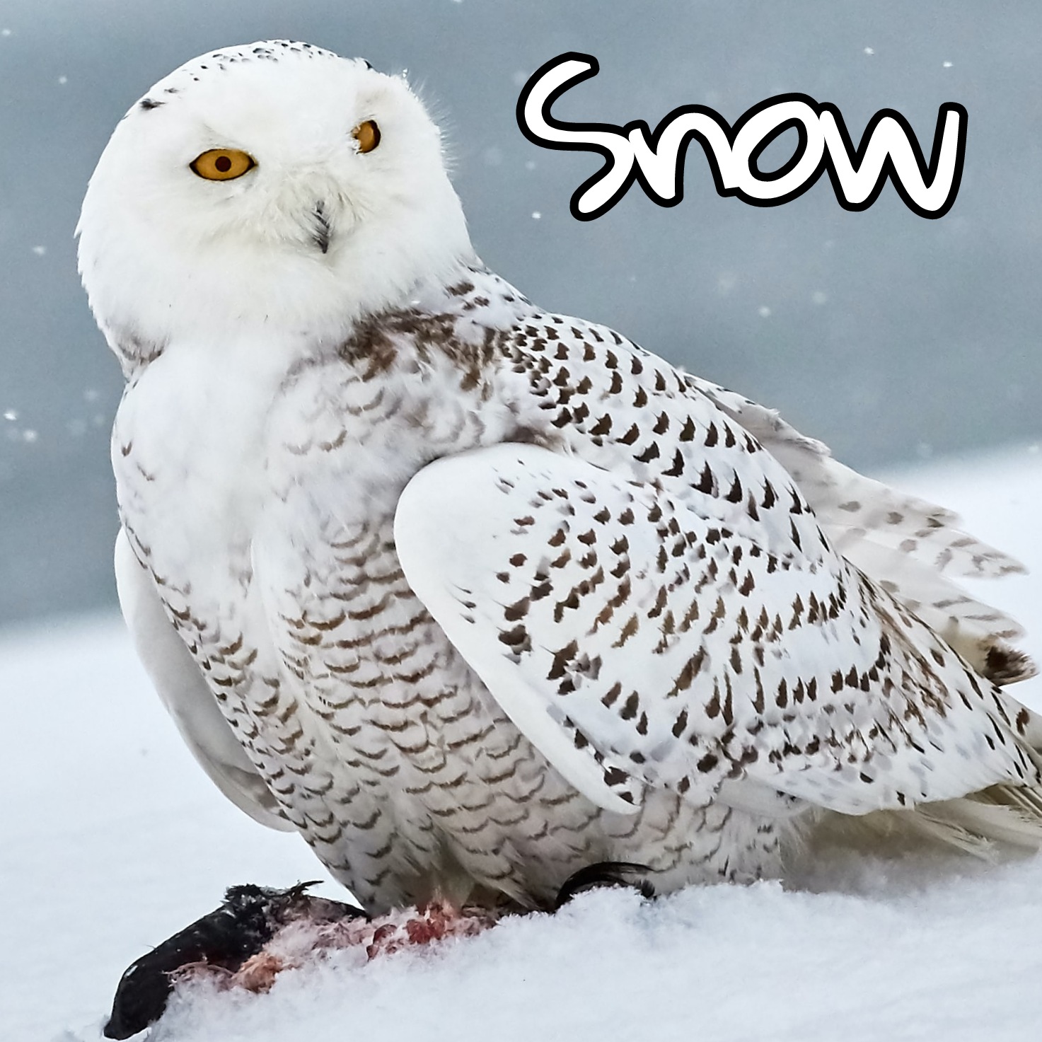 Snowy Owl.jpg