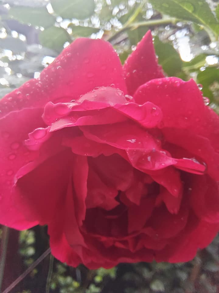 IMG_8817.jpeg