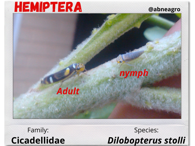 Hemiptera 4.png