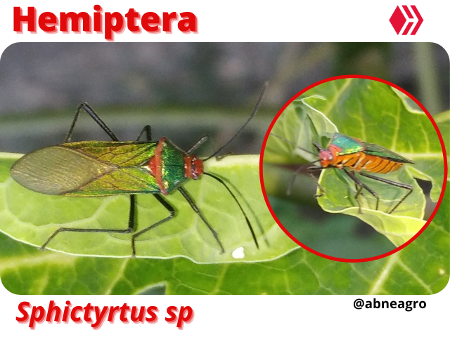 Automeris cf. jucunda (6).png