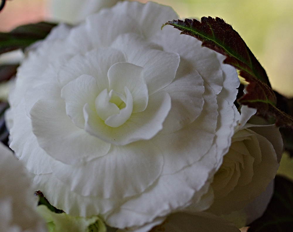 flowers-white-begonia.jpg