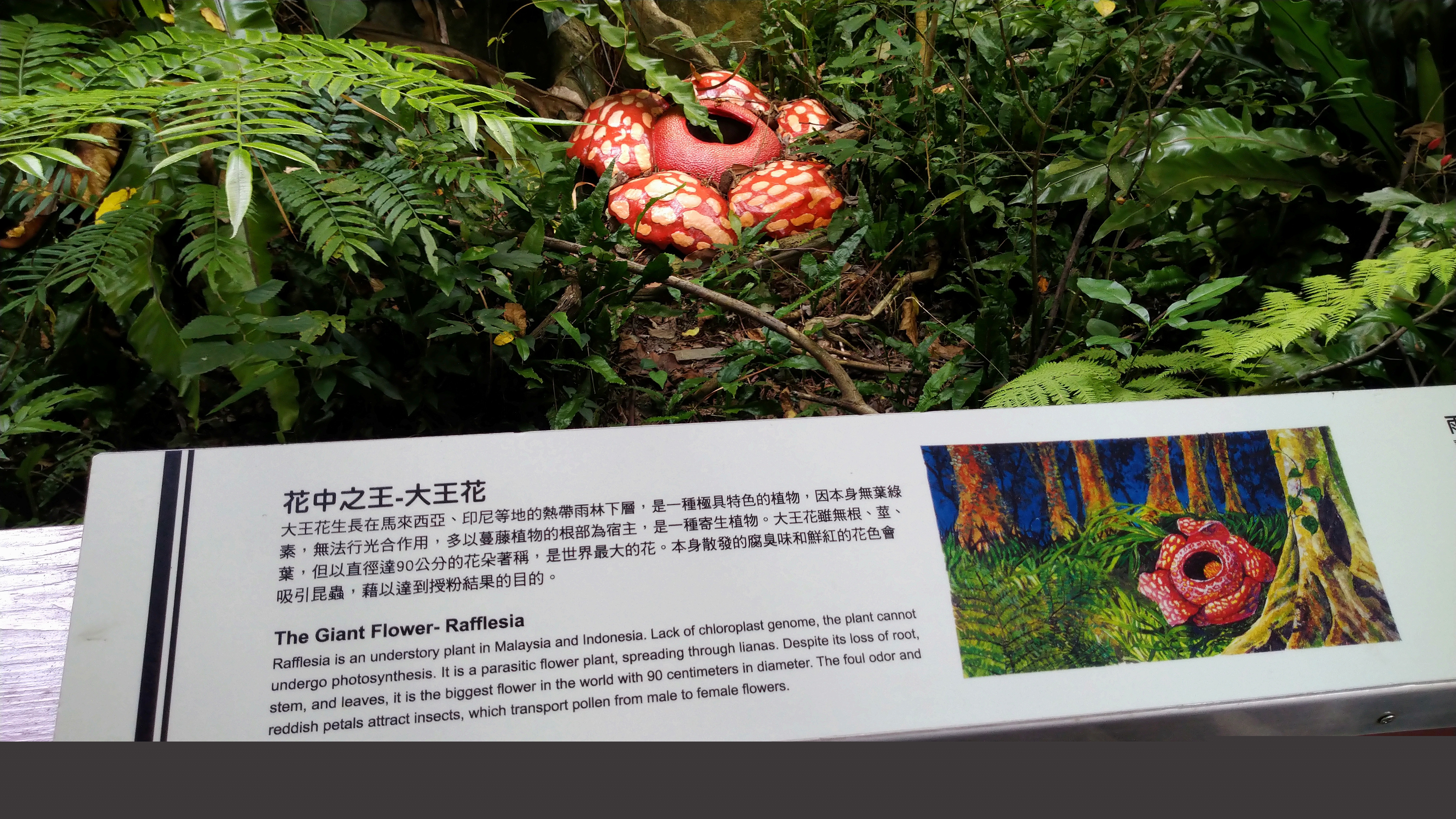 DSC_1131.JPG