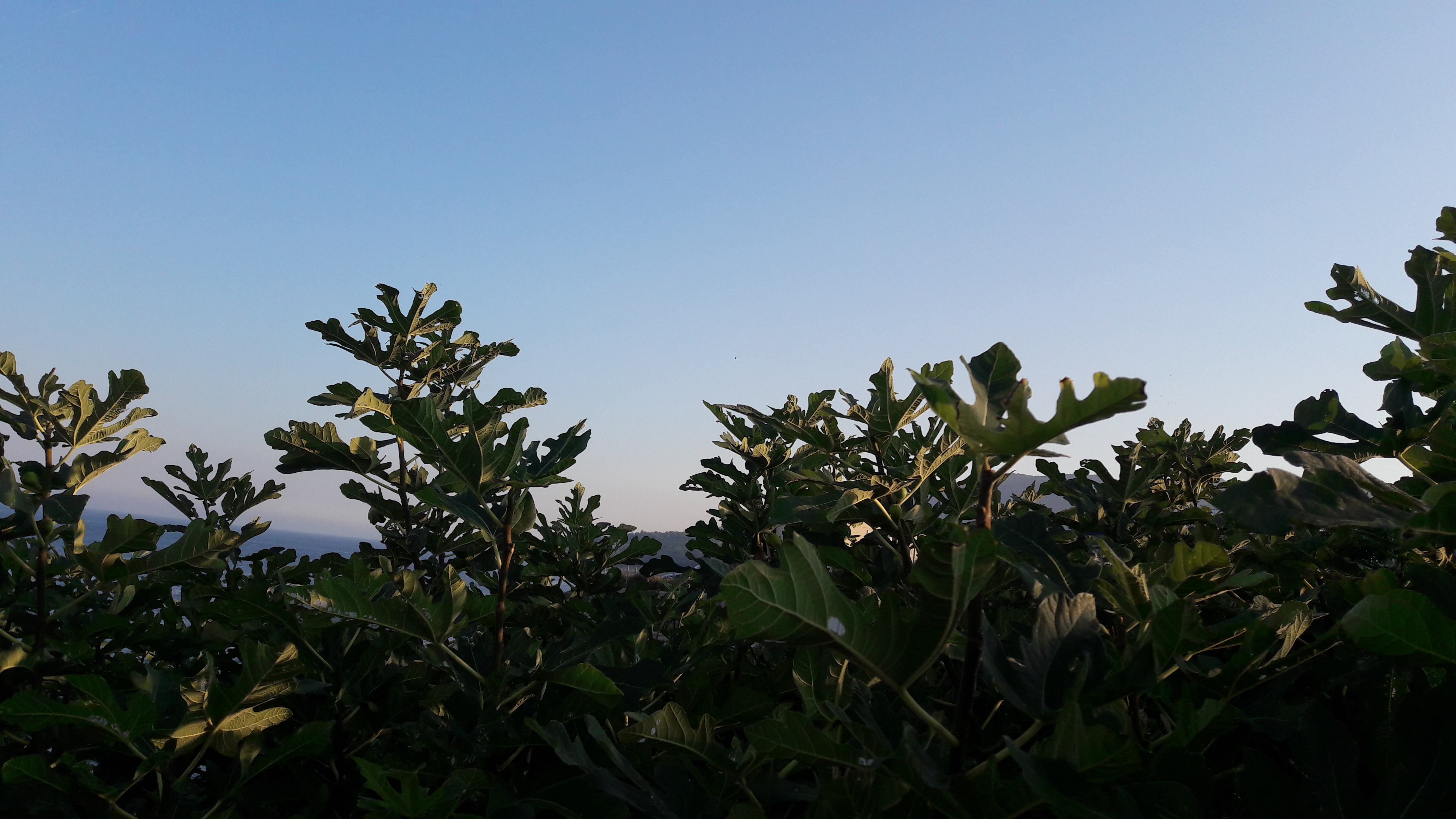 Flora-Tree-Forest-Publicdomain (18).jpg