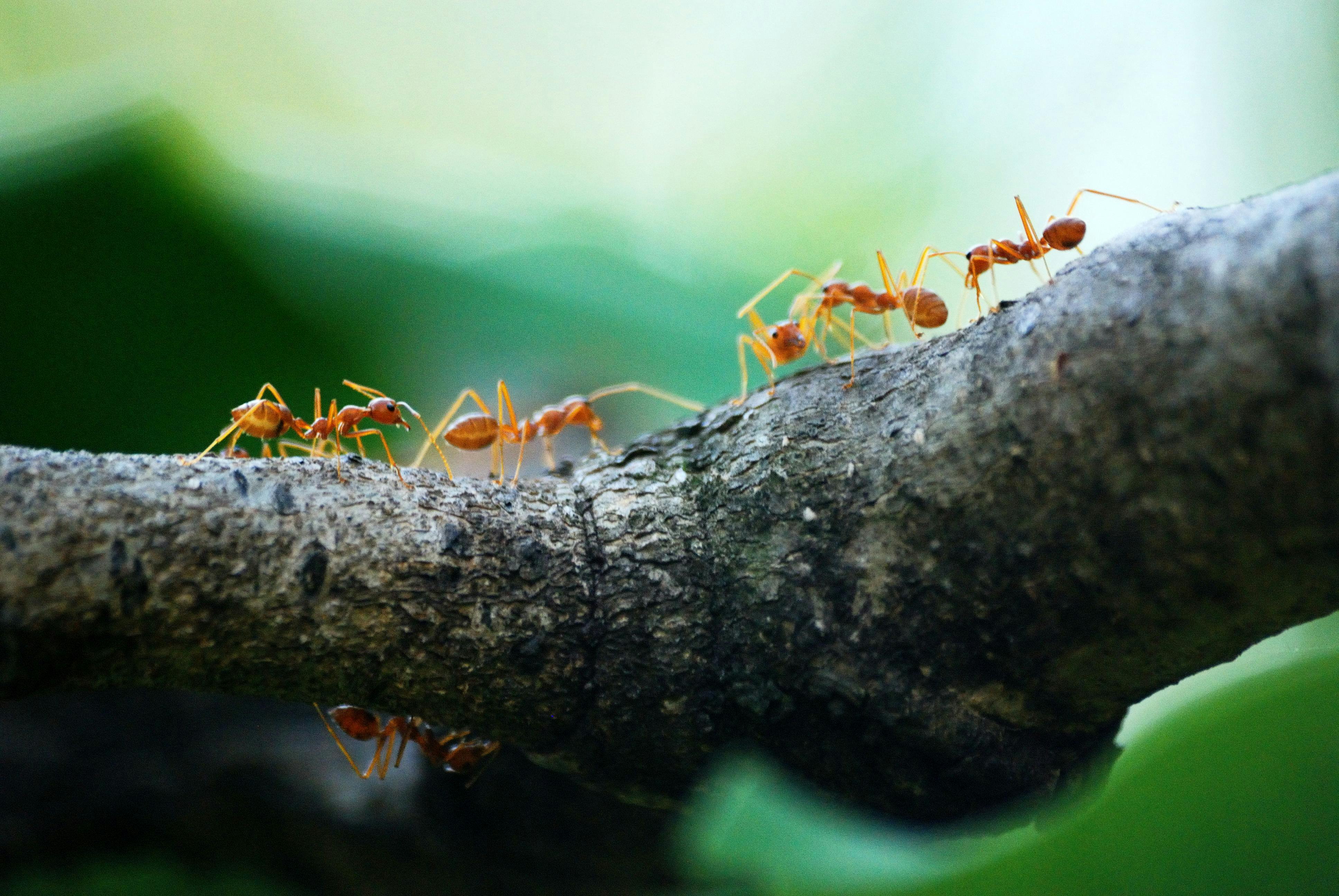 pexels-poranimm-athithawatthee-284222-842401.jpg