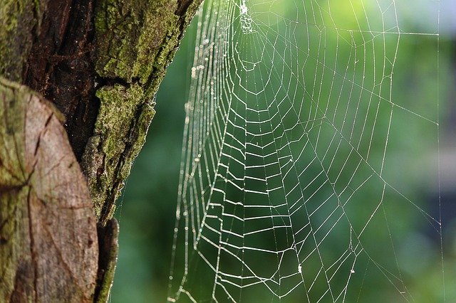 spider-webs-3529523_640.jpg