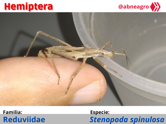 Automeris cf. jucunda (7).png