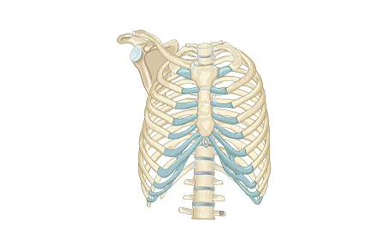 thoracic cavity.jpg