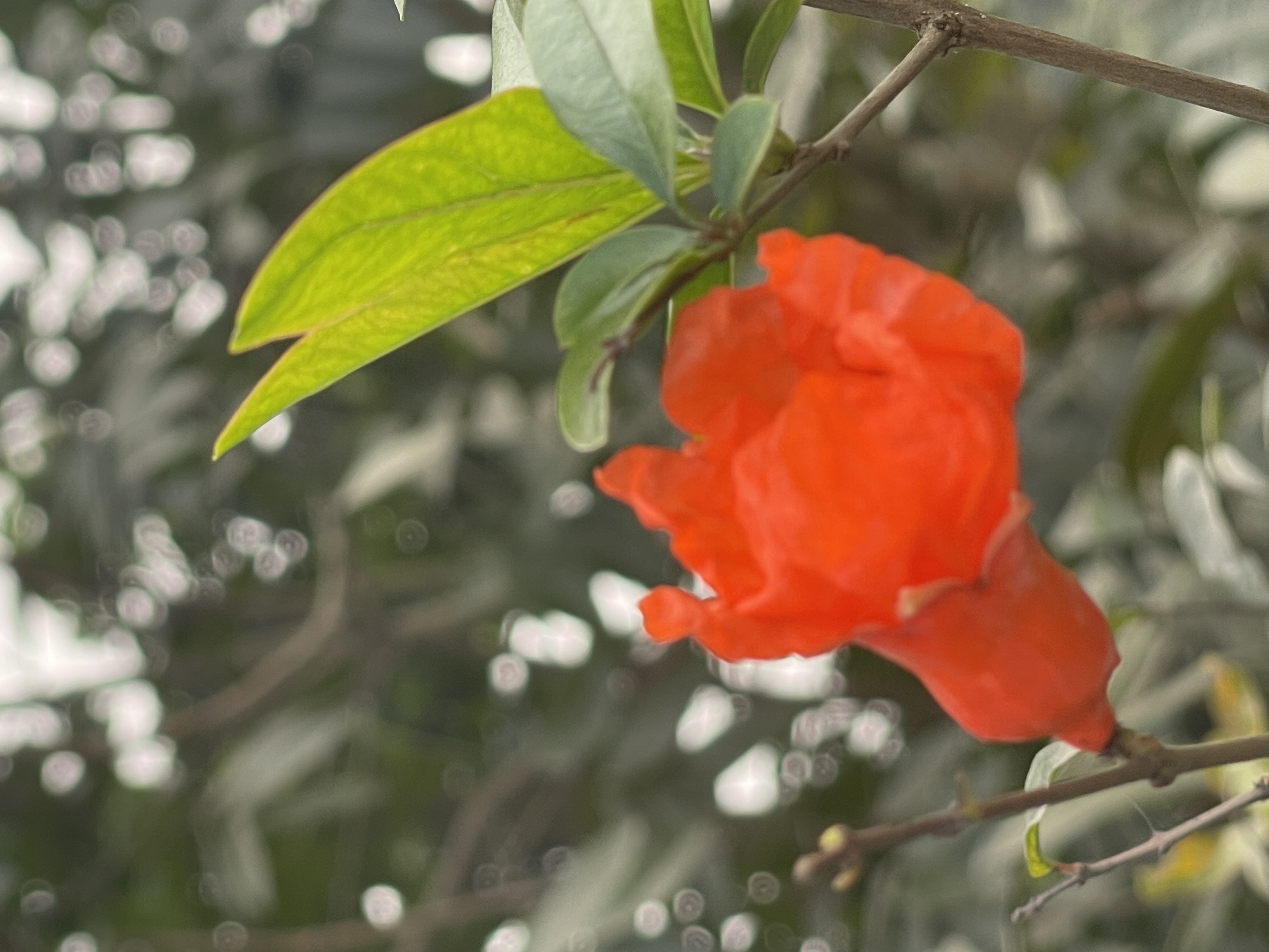 EFF54903-D923-43A5-A2E0-F1A3B6ED5754.jpeg