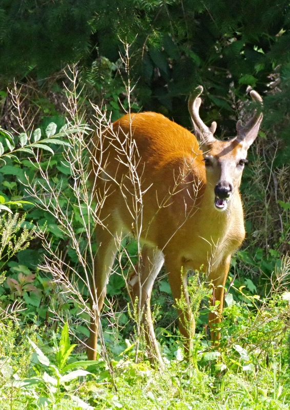 deer-2.jpg