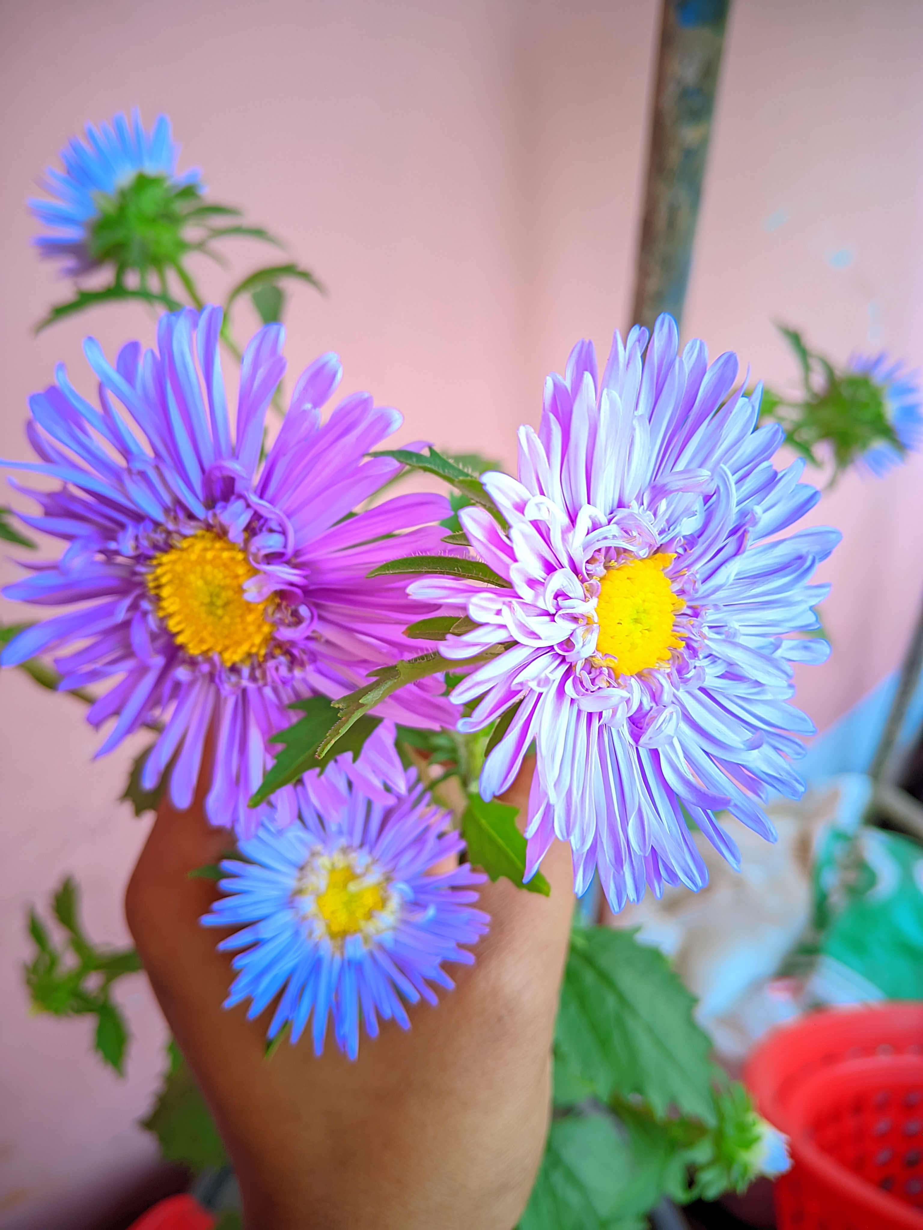 LMC_20250129_140856_🌈Color boost by Riyan .jpg