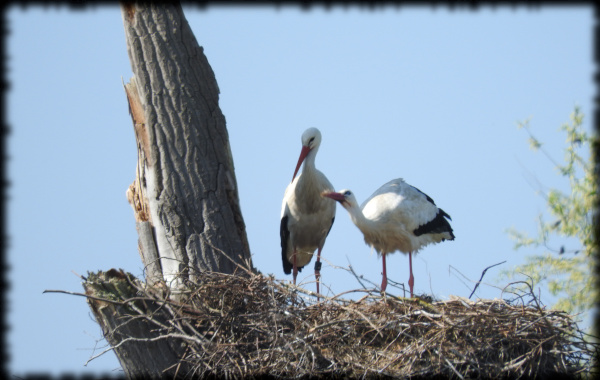 Storch5.jpg