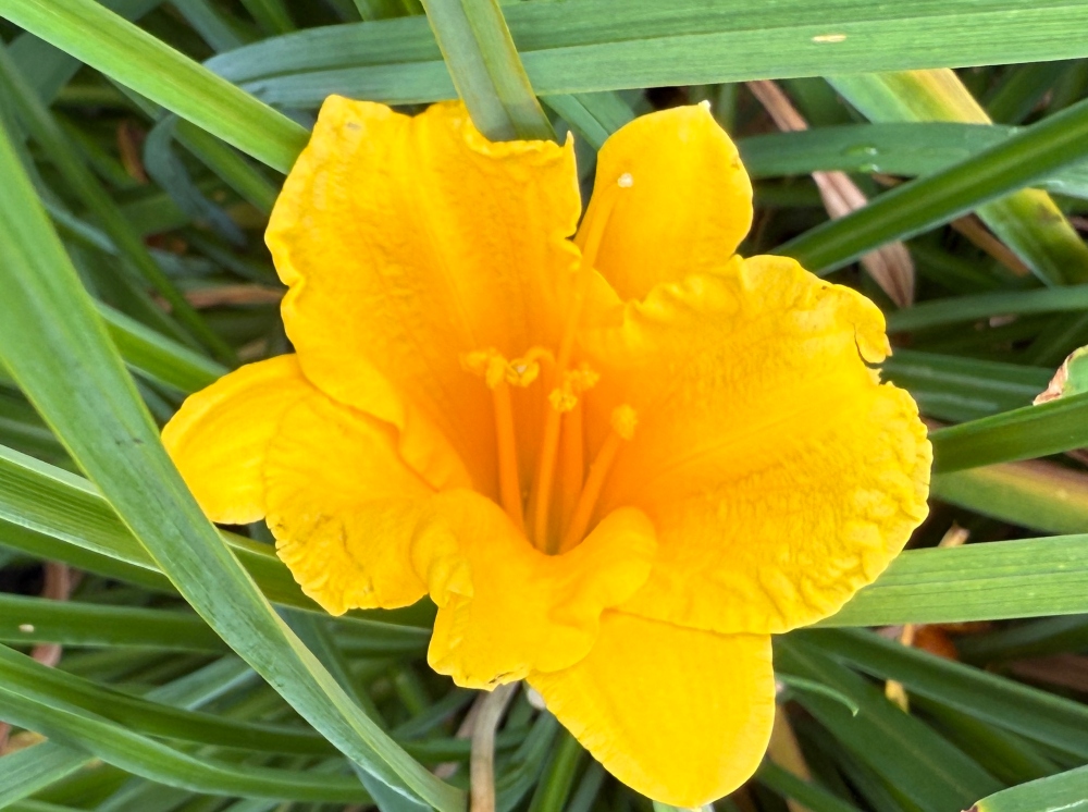hivegarden-daylily-yellow.jpg