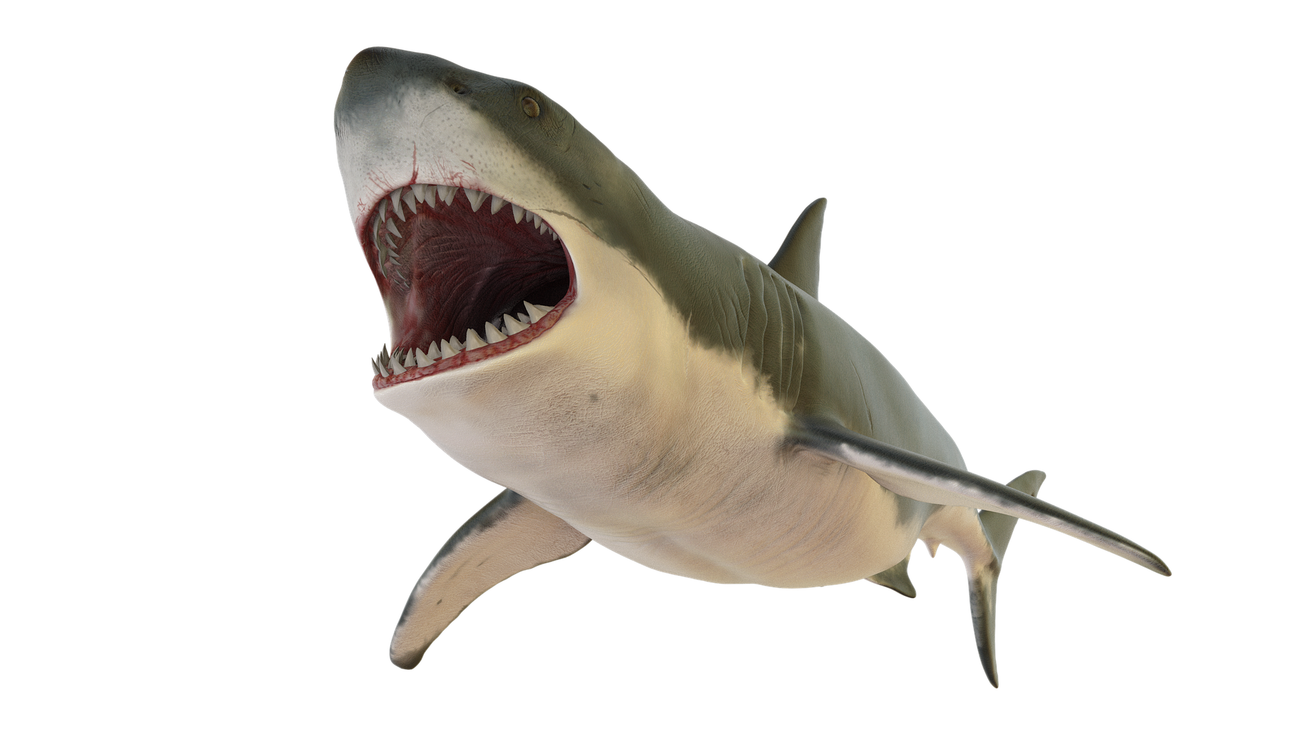 shark-3973899_1920.png