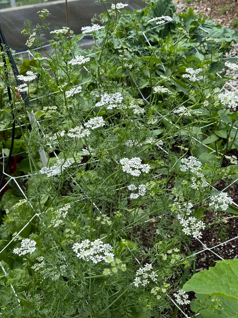 hivegarden-flowers-21.jpg