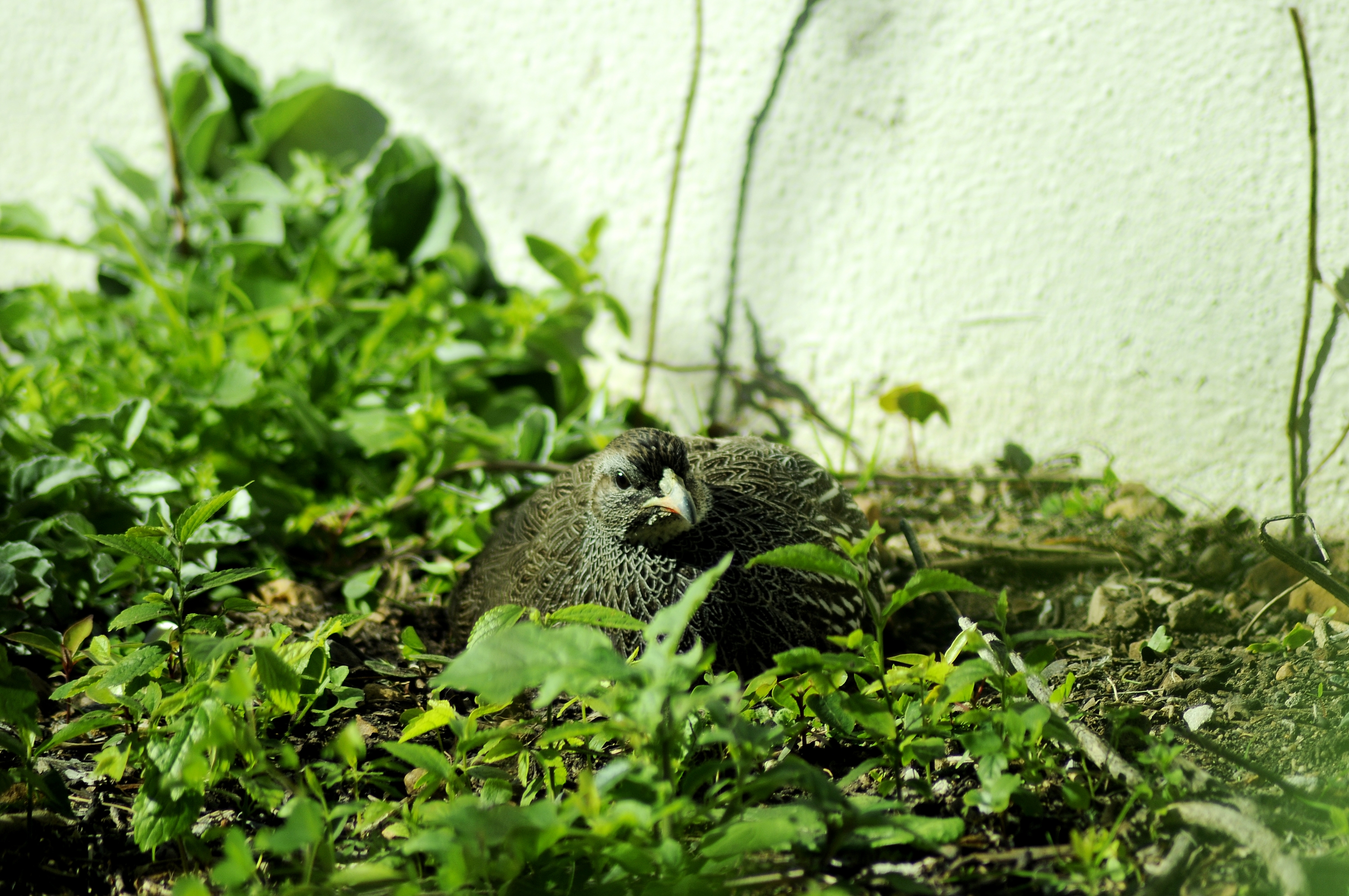 _DSC3400.JPG