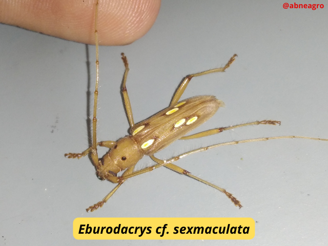 Automeris cf. jucunda (3).png