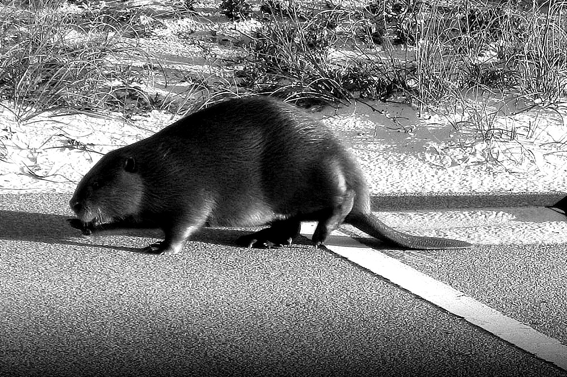 beaver-143703_1920(1).jpg