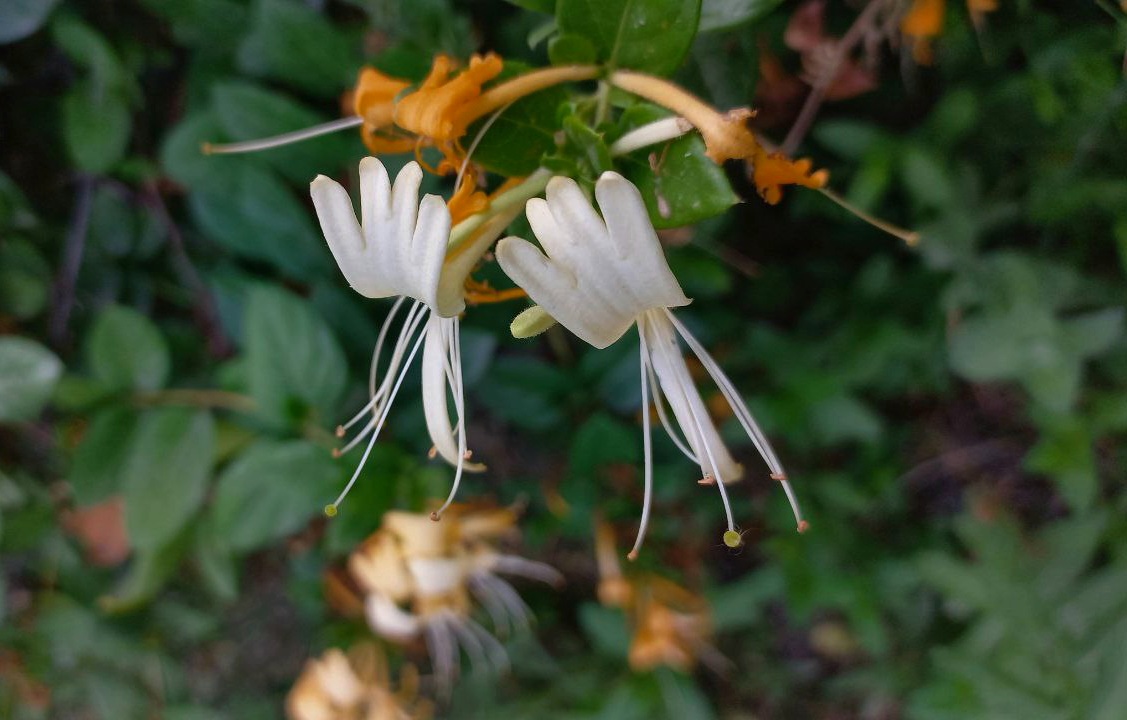 IMG_20250608_141554_049.jpg