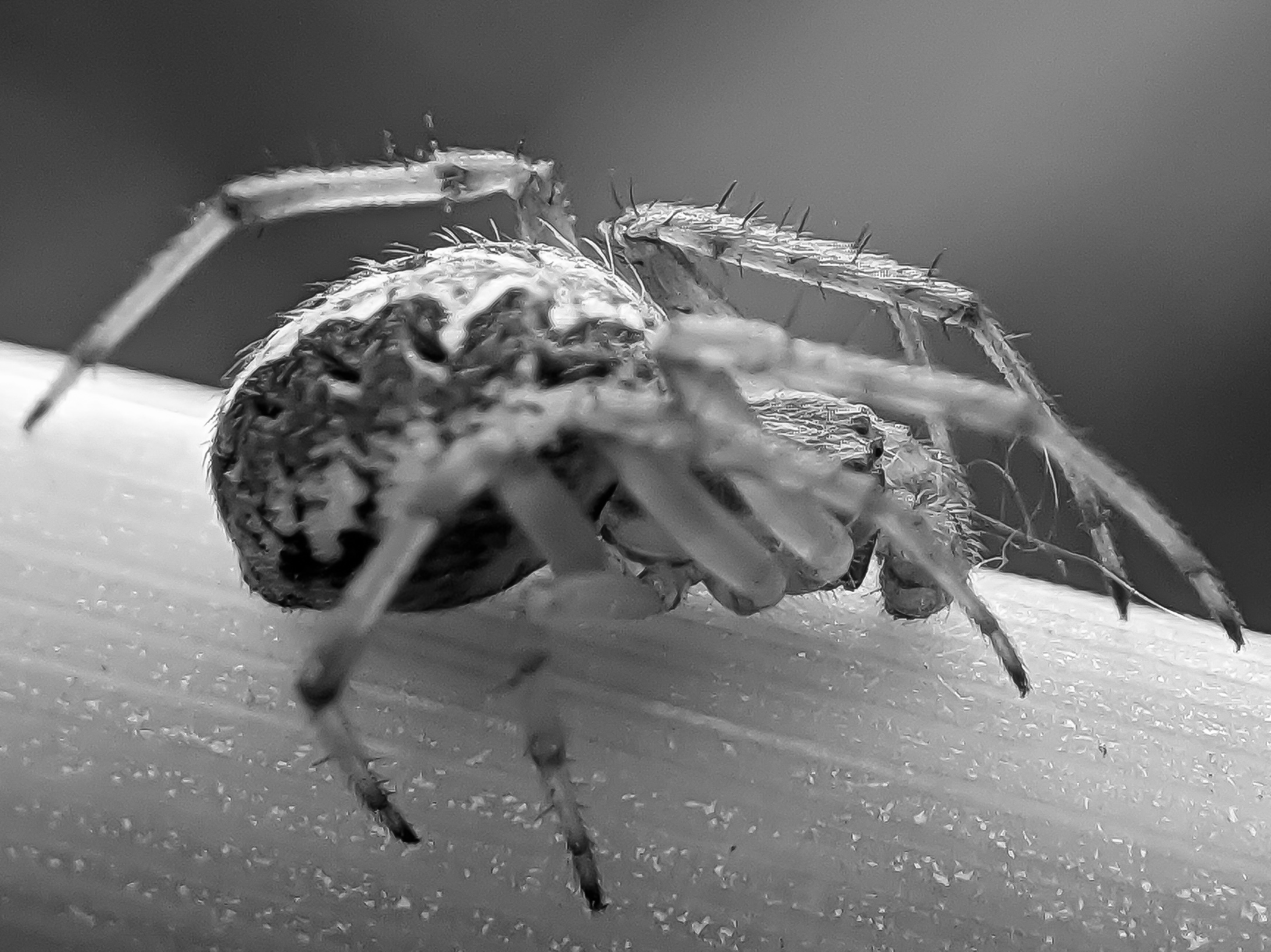 black&white spider (11).jpg