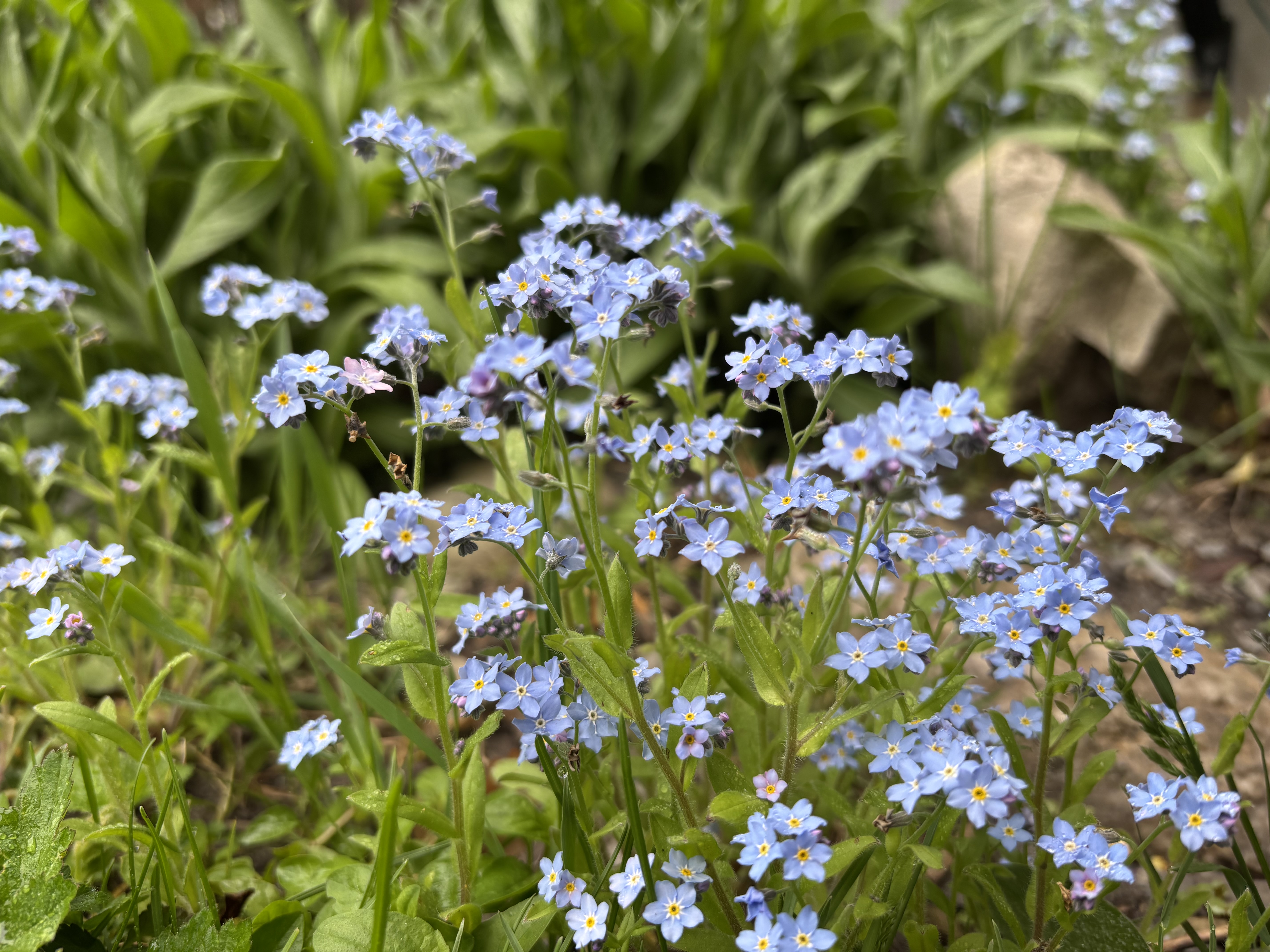 IMG_2818.jpeg