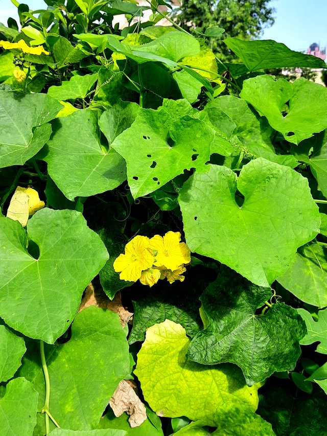 luffa plant flower  3.jpg