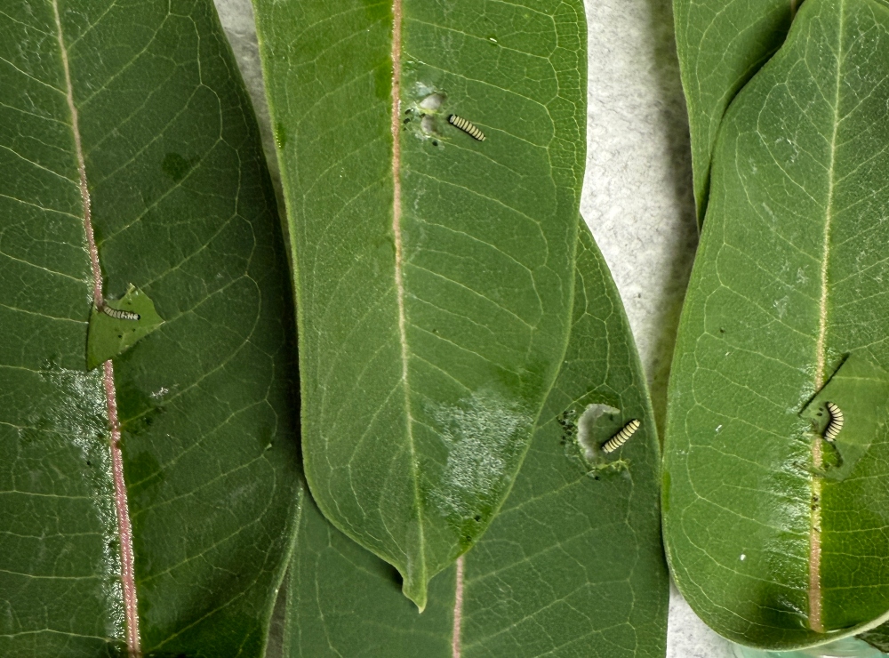 caterpillars- 3.jpg