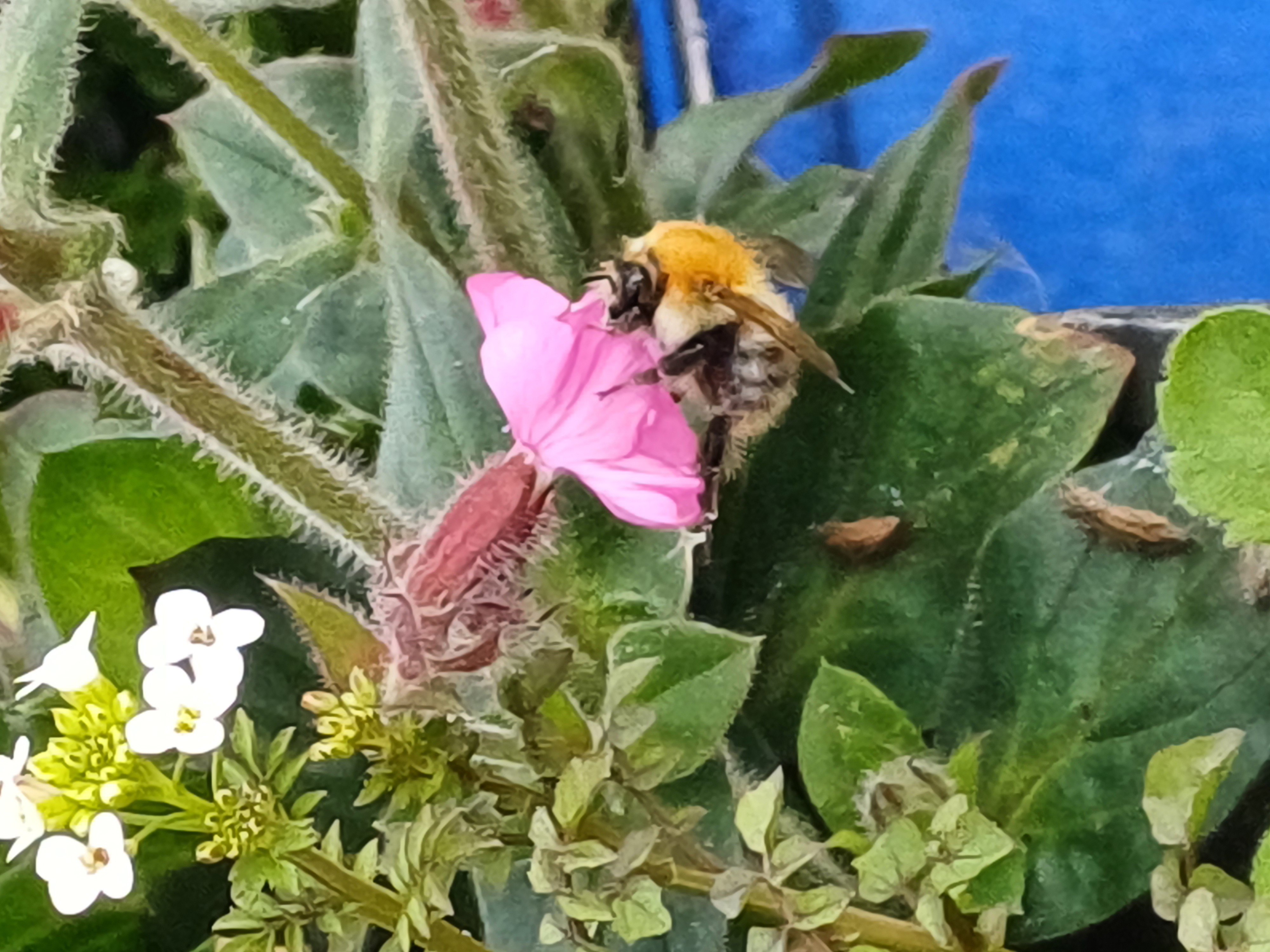 20250530_084316.jpg