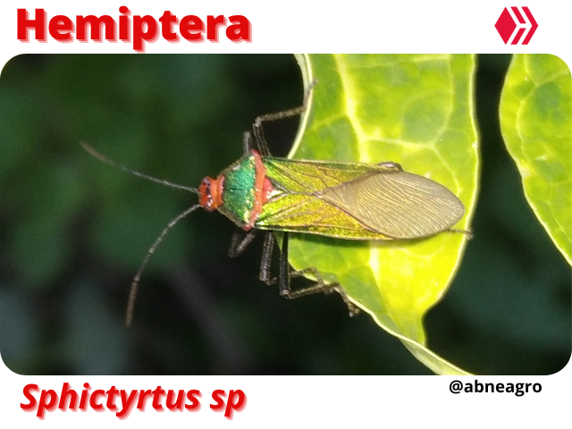 Automeris cf. jucunda (7).png