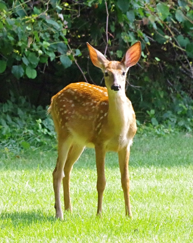 deer-4.jpg