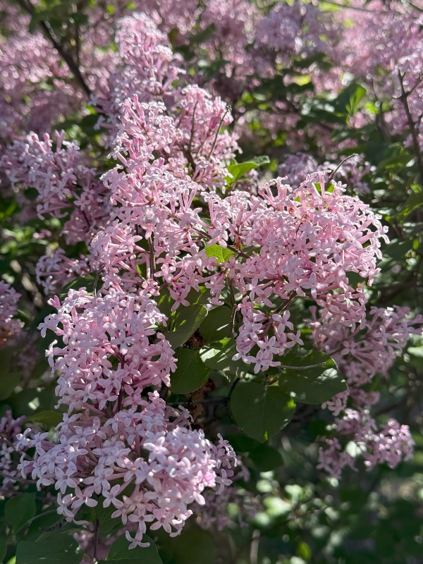 hivegarden-lilac-6 (1).jpg
