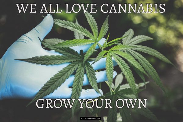 We-all-Love-Cannabis-Grow-Your-Own-Marijuana.jpg