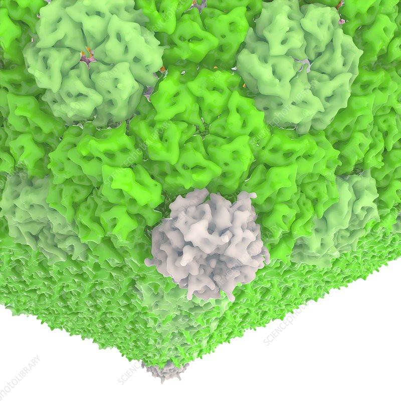 C0355241-Carboxysome,_molecular_model.jpg