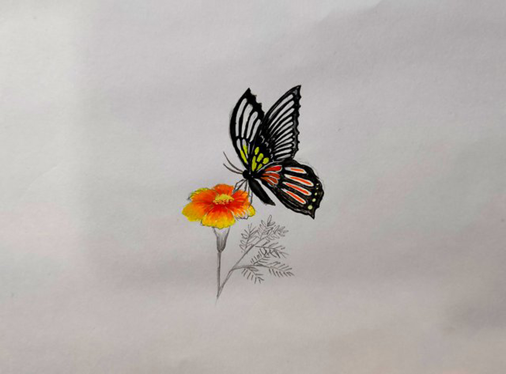 Traditional My Own Pencil Drawing Butterfly On Flower Stock Photo -  Download Image Now - iStock