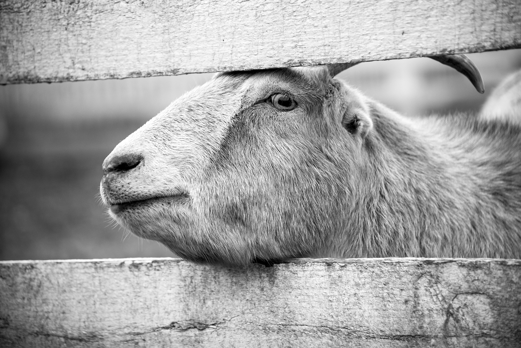 goat 2.jpg
