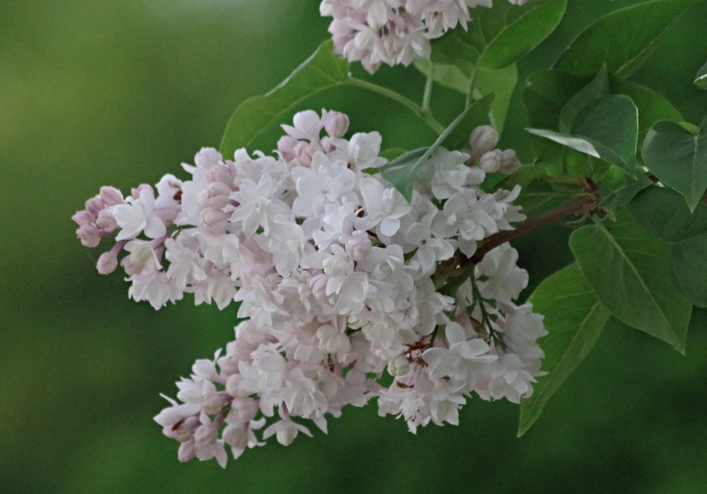 hive-garden-lilac-3.jpg