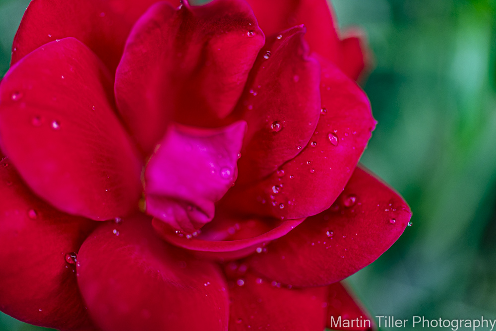 Rain drop on rose (1 of 1).jpg