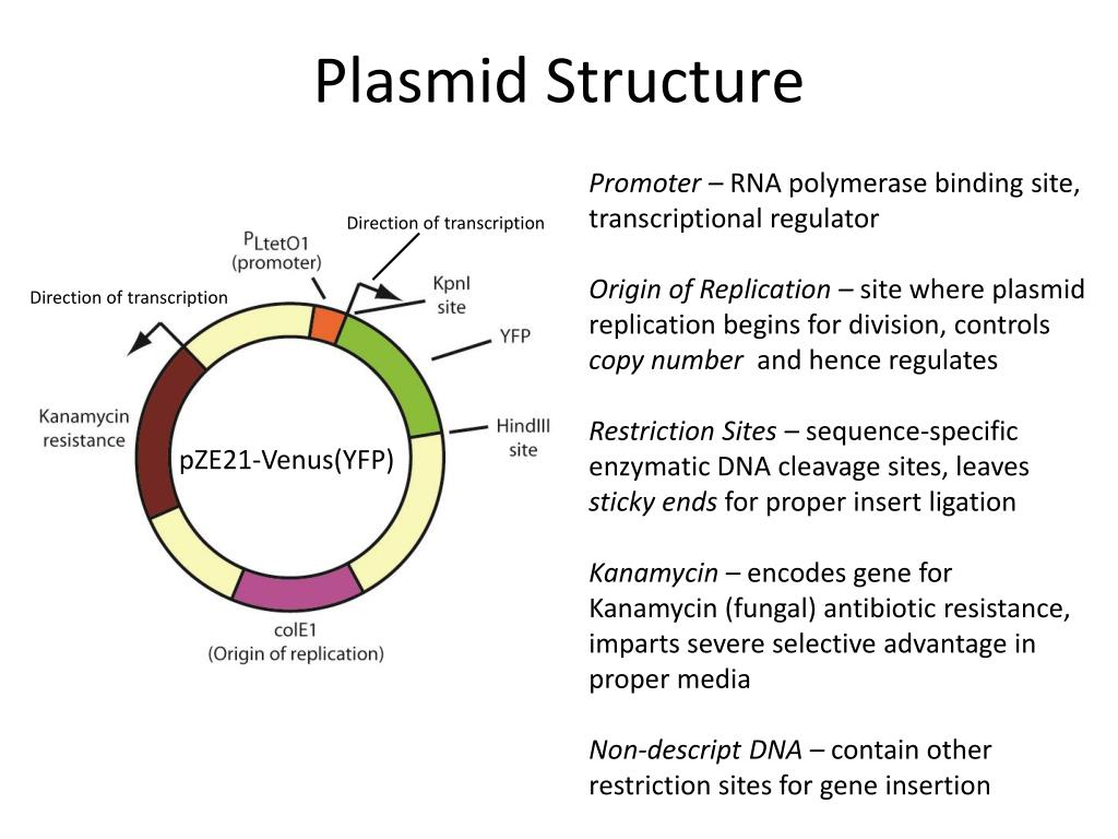plasmid-structure-l-2749864569.jpg