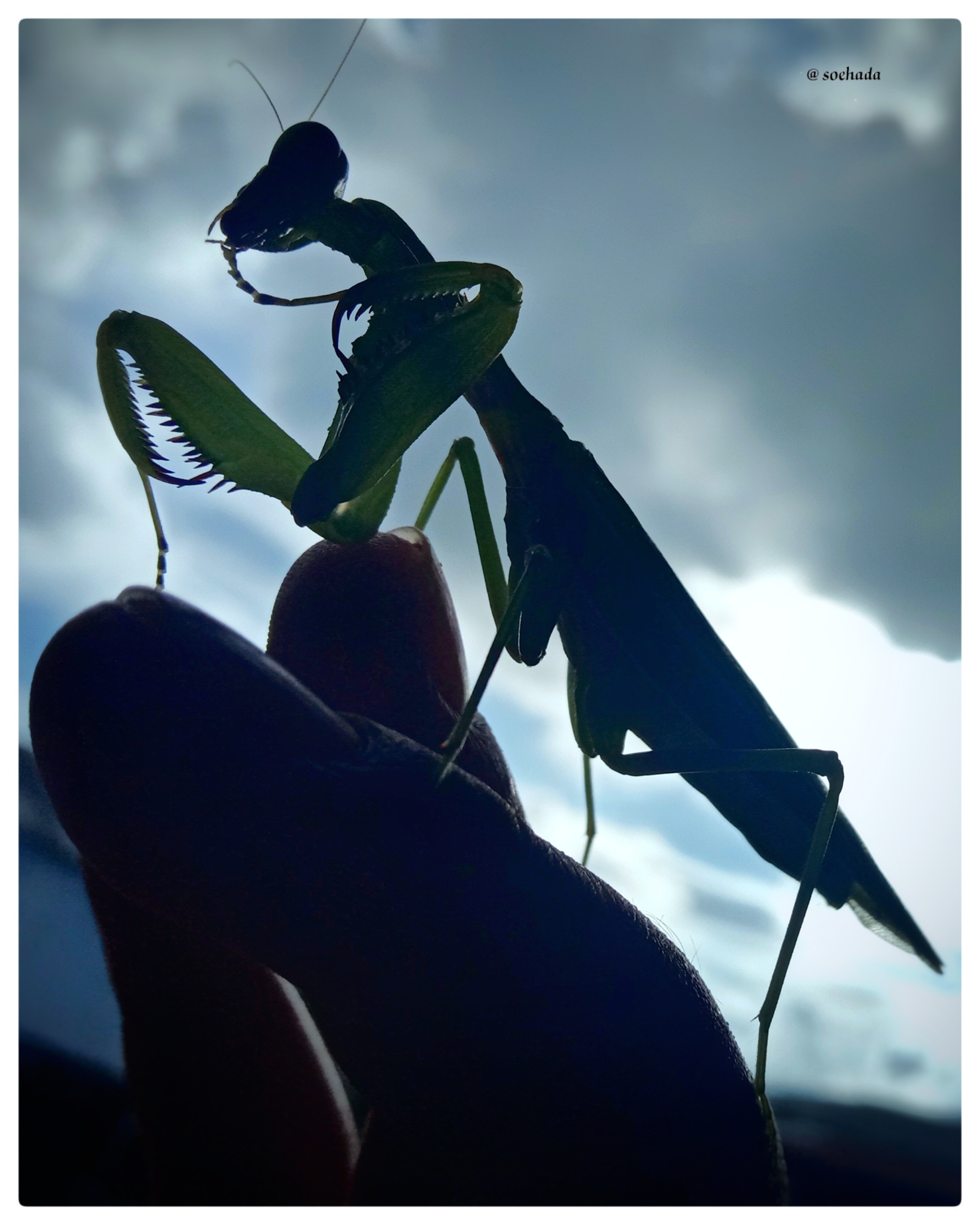 A Green Praying Mantis on Brown Dried Leaves · Free Stock Photo