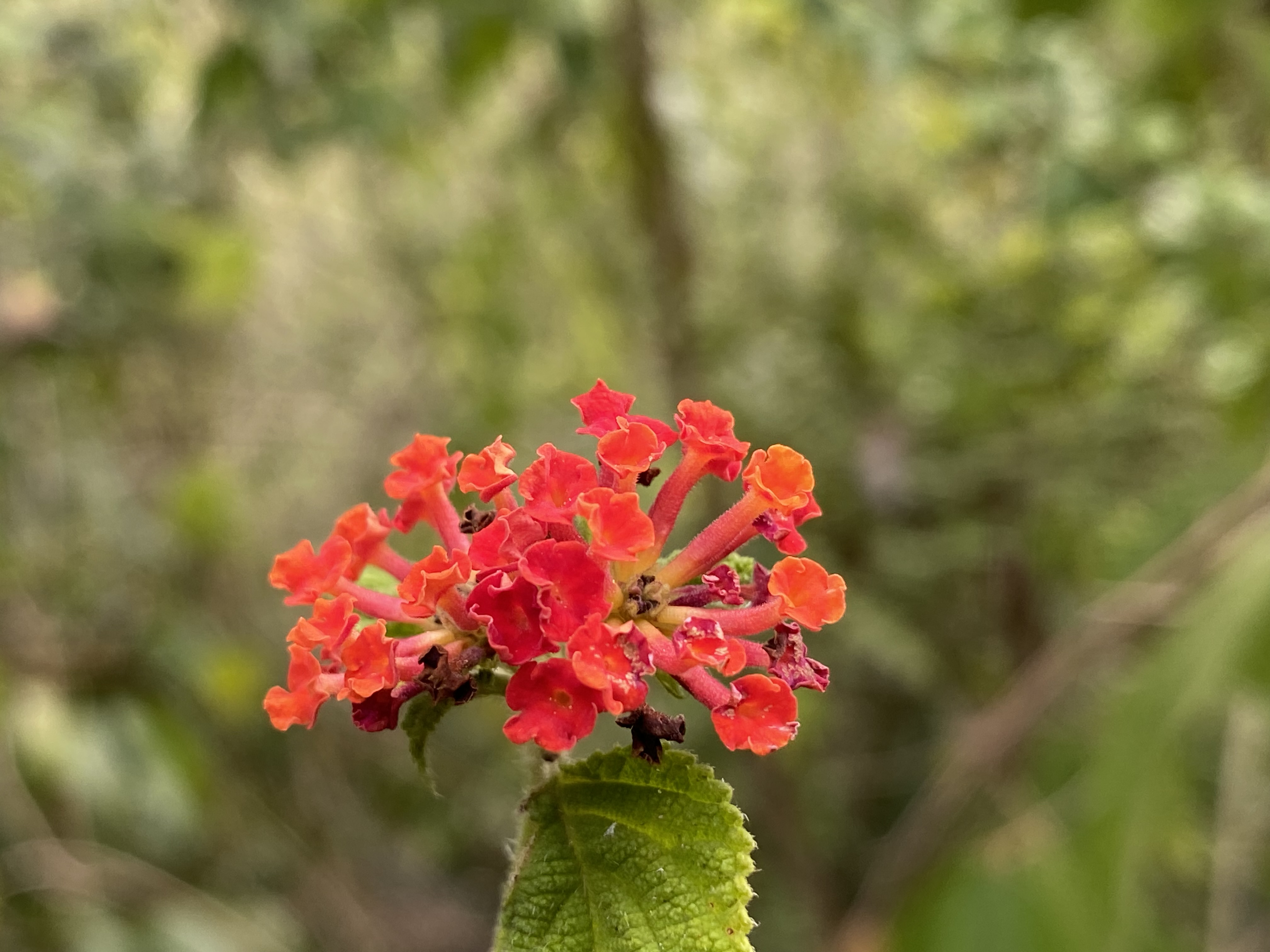 IMG_9325.jpeg