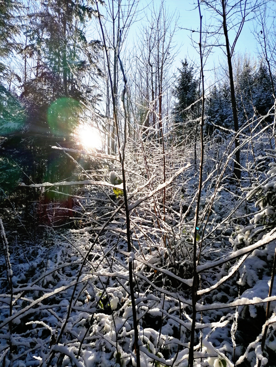 wood-snow-sun.jpg