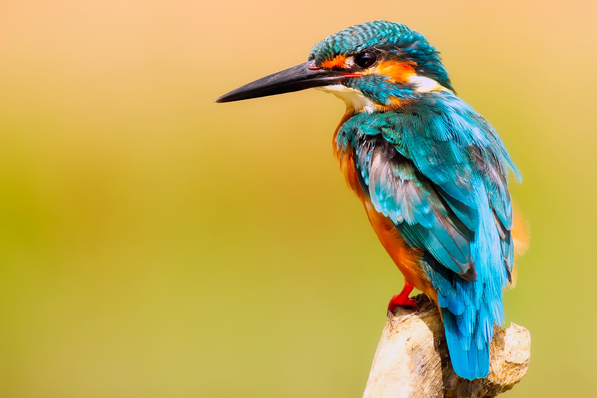 kingfisher-2046453.jpg