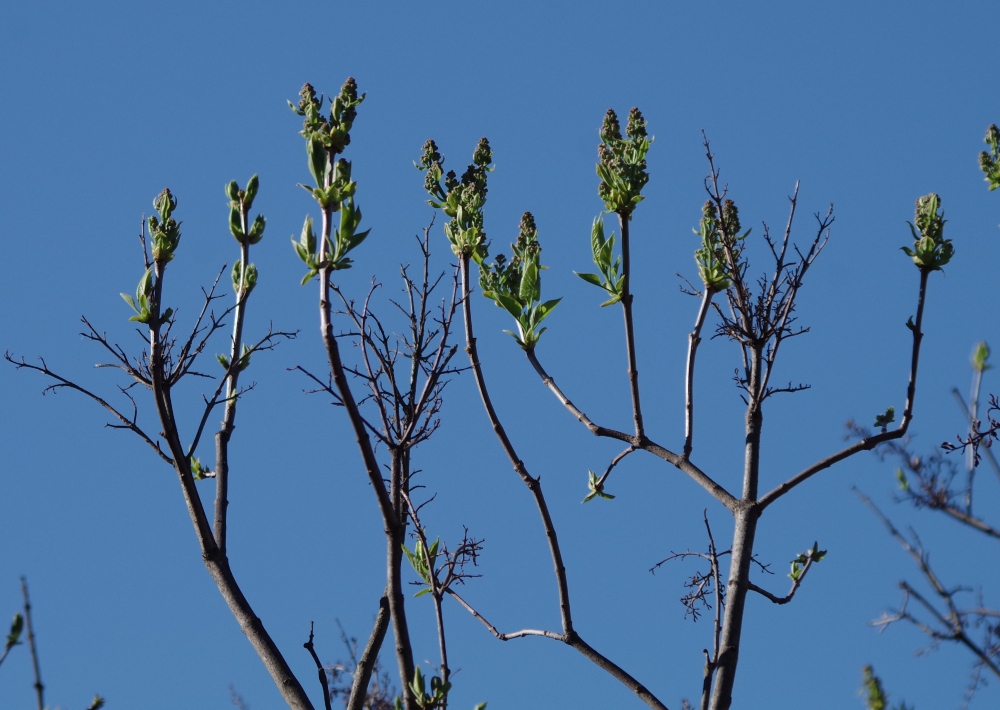 hivegarden-flowers-tree-2.jpg