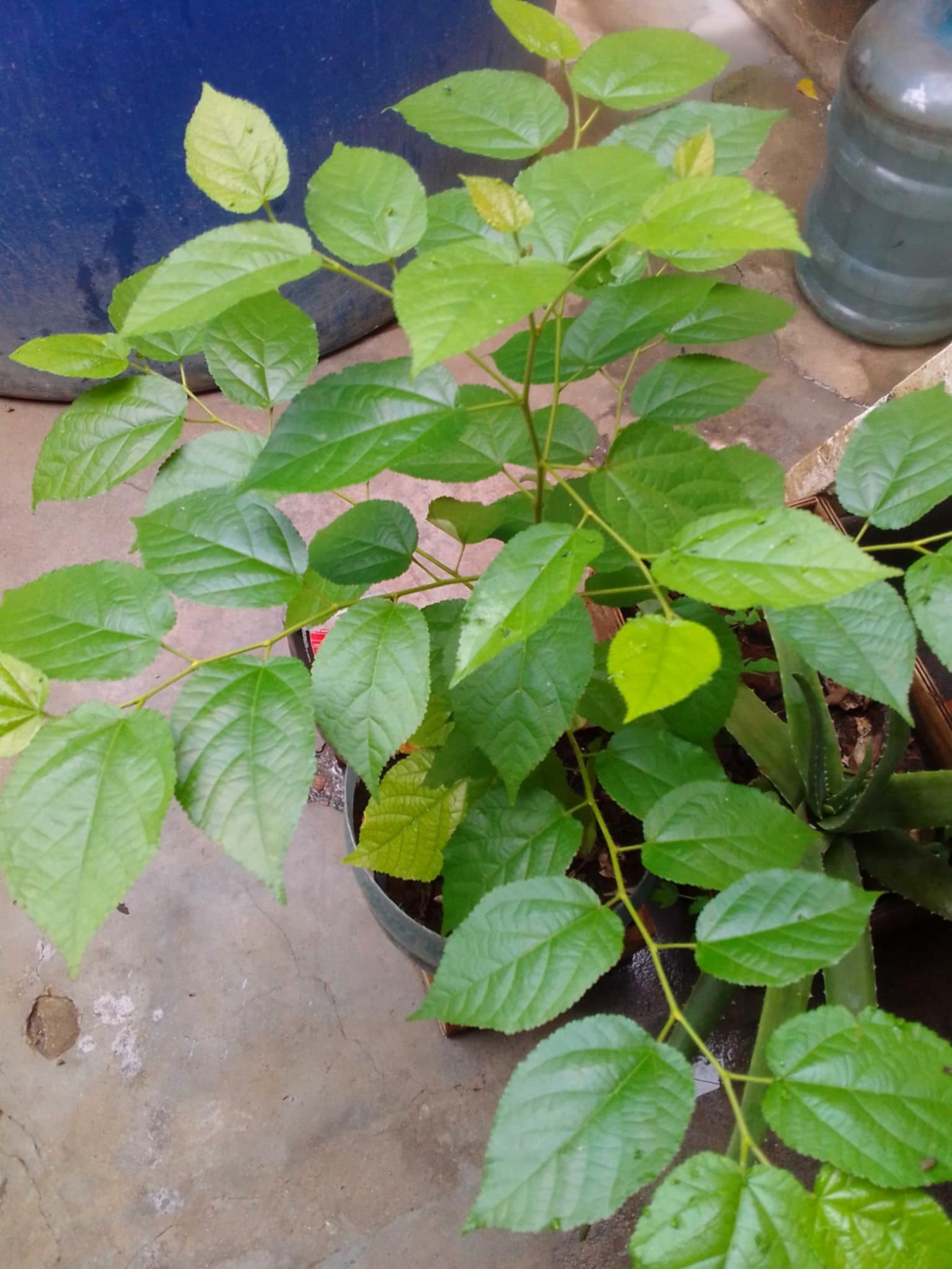 planta7.jpg