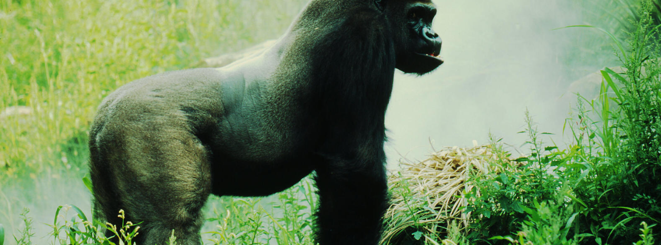 Eastern Lowland Gorilla1.png